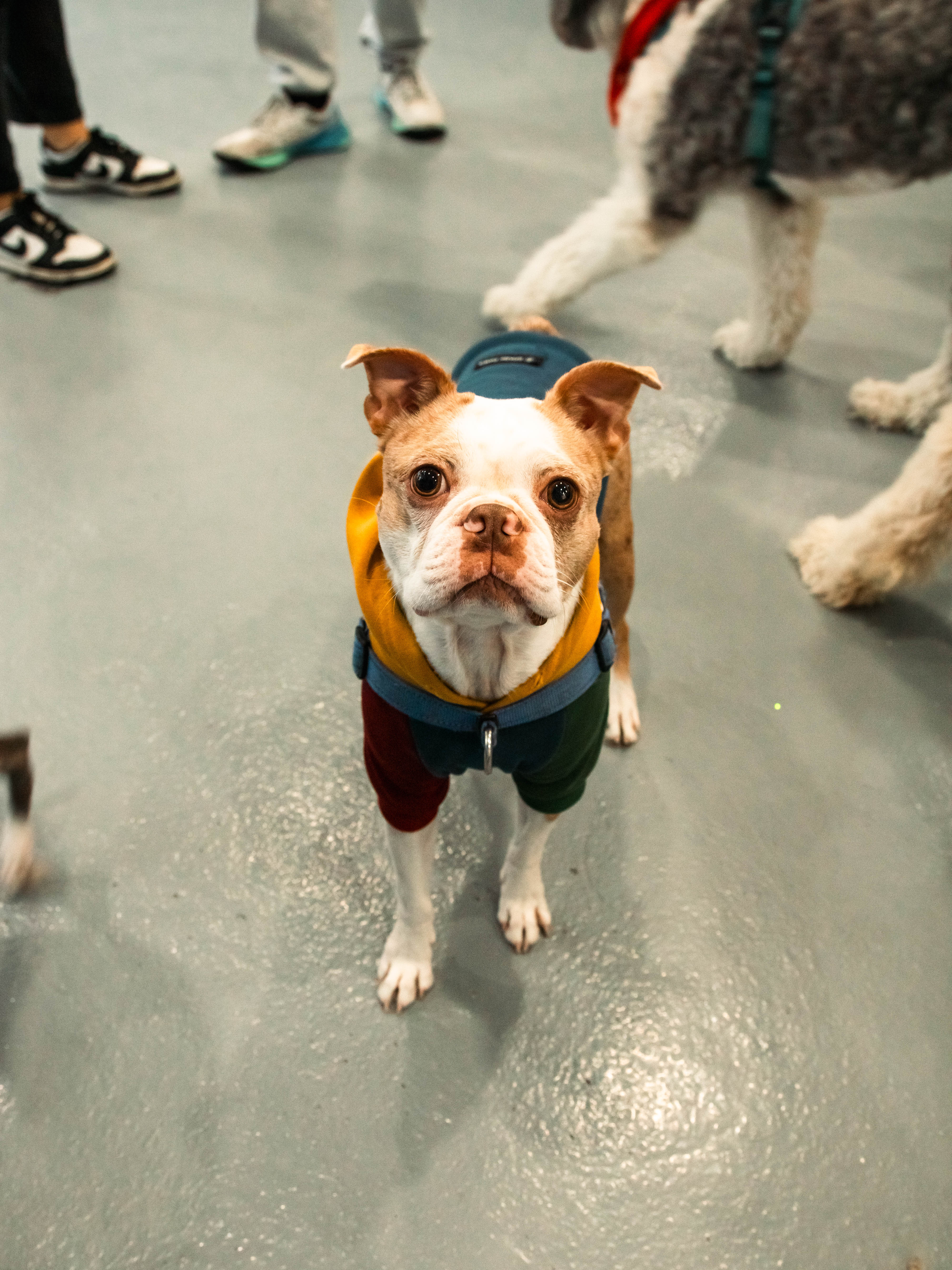 A small white and brown dog stands on a gray floor. The dog has white fur on its face, chest, and paws, with tan fur cover...