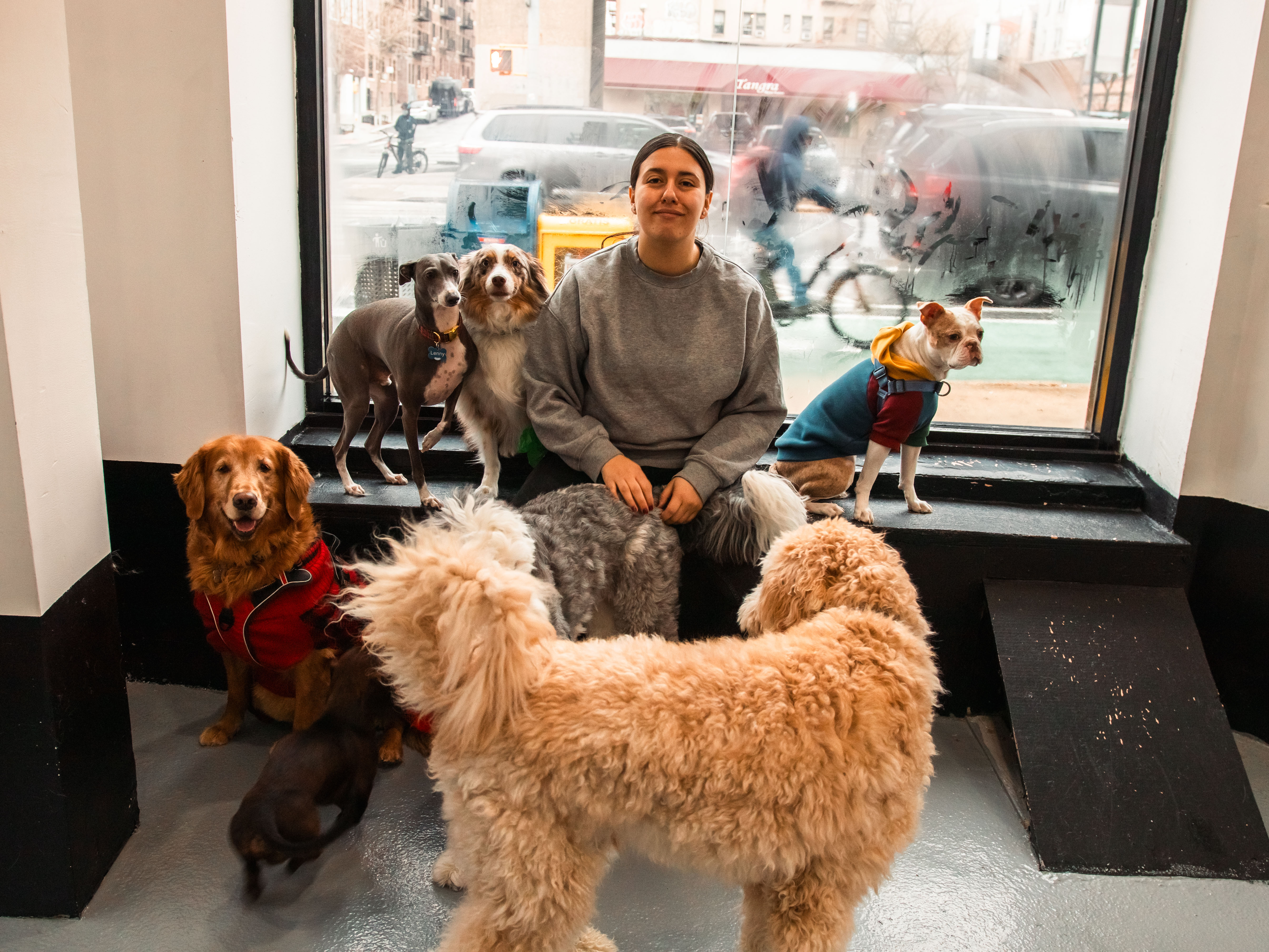 A woman sitting among a collection of dogs wearing colorful, furry coats to keep them warm and stylish while observing the...