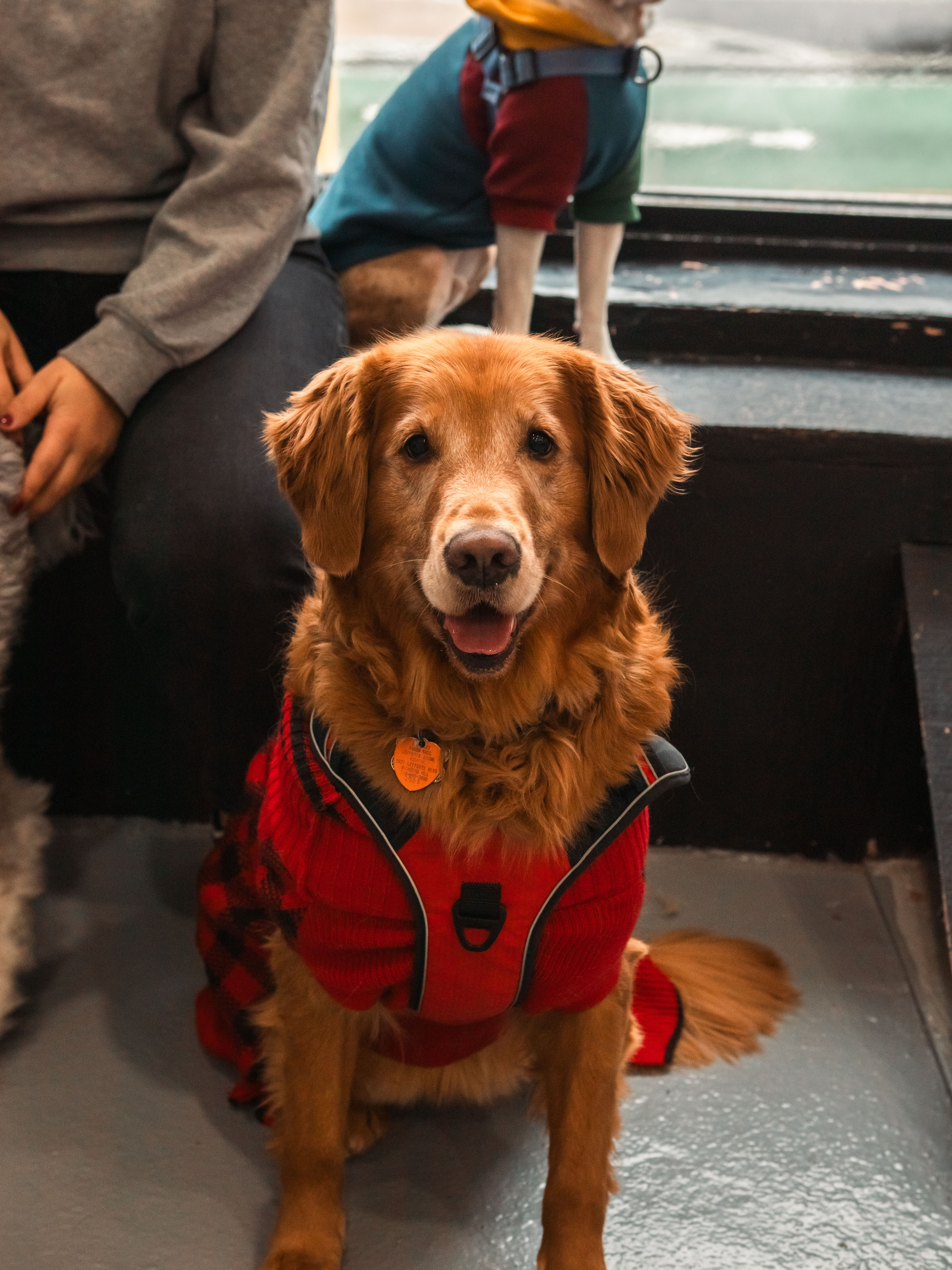 A medium-sized golden retriever sitting in a room with people surrounding it, wearing a red harness-like colored vest with...