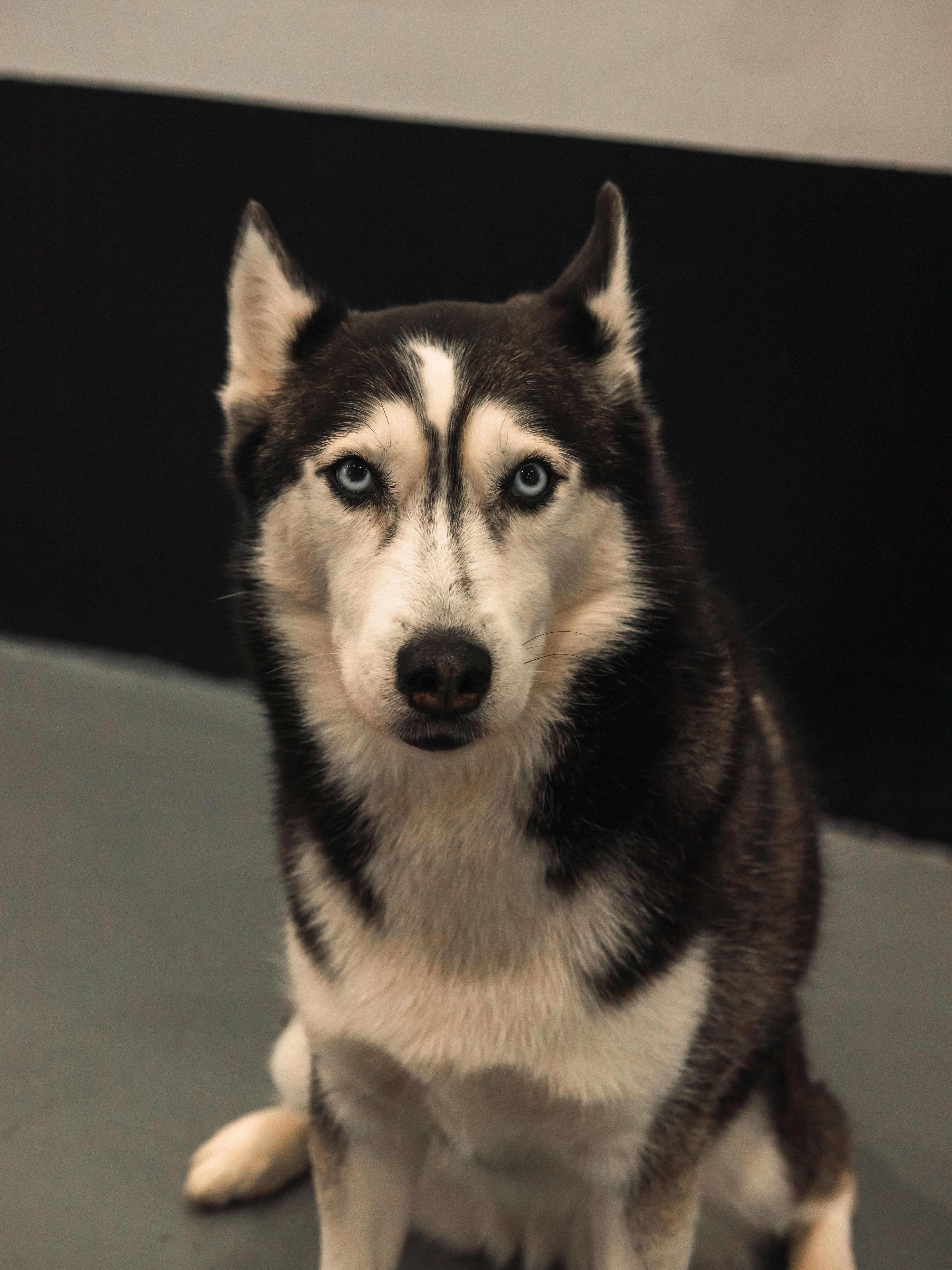 Sitting Siberian Husky with black and white coat, blue eyes, focused expression, and blurred room background.