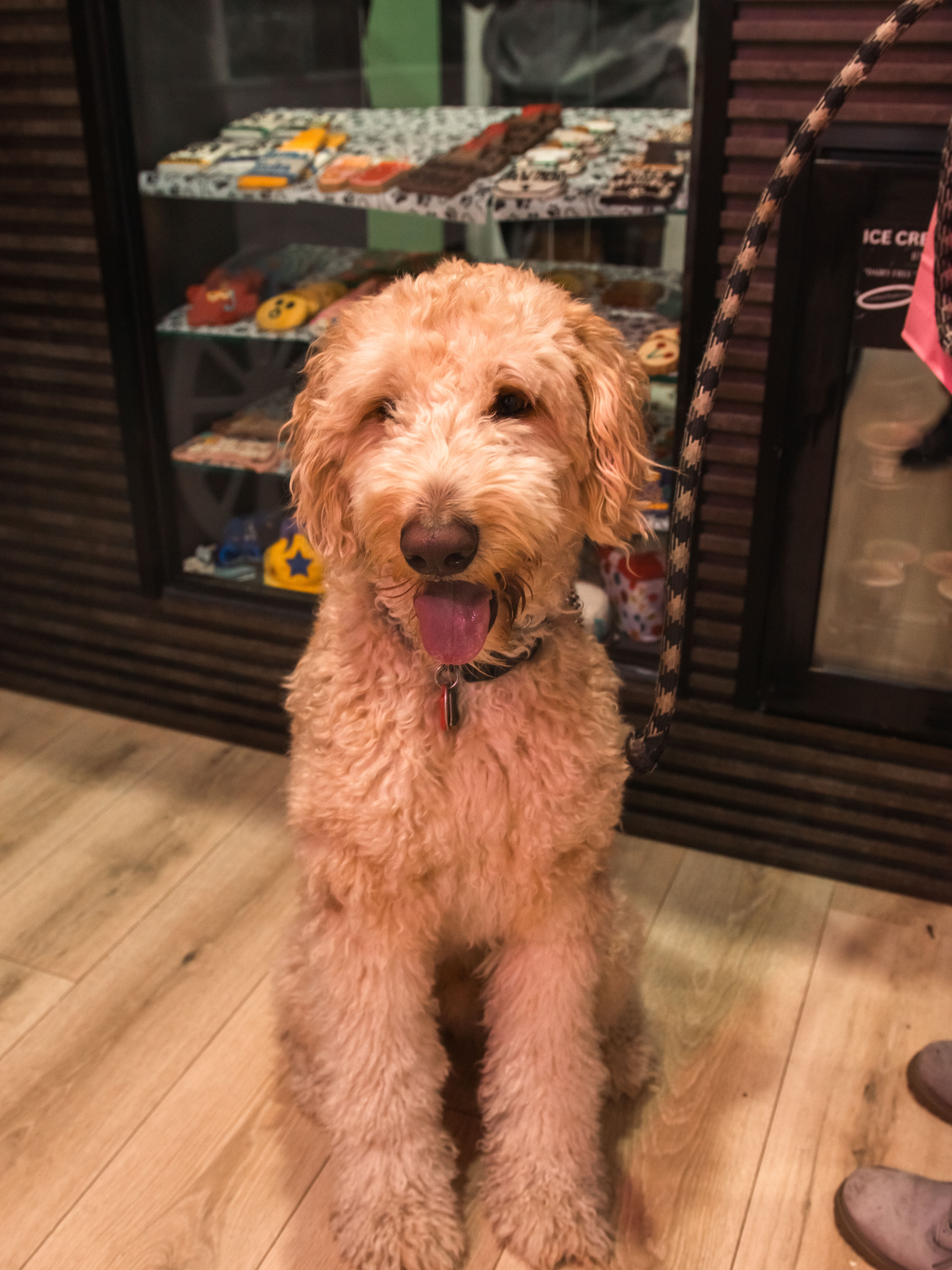 A curly golden-brown dog sits on a wood floor with its leash attached to its collar instructing someone into the frame's r...